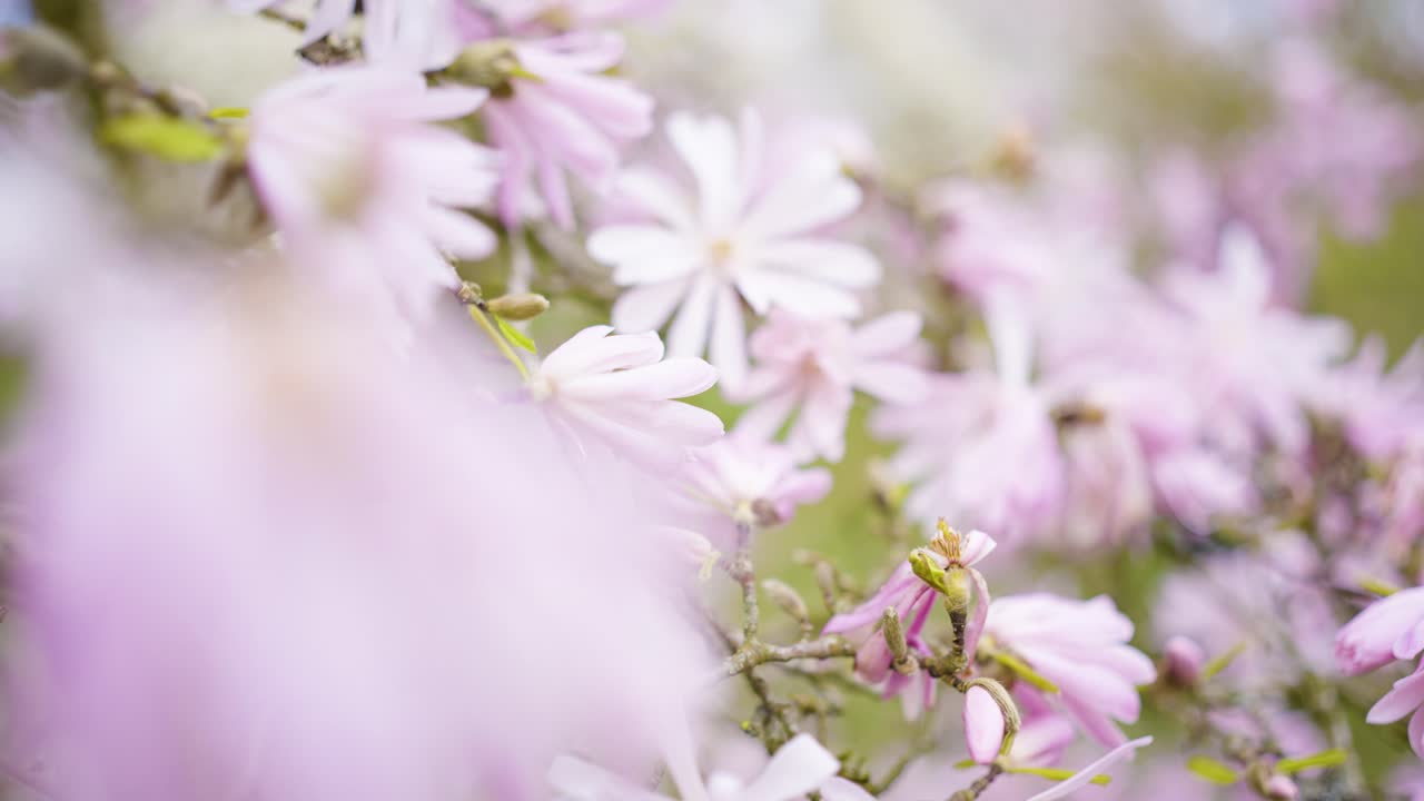 Flores de magnolia rosa