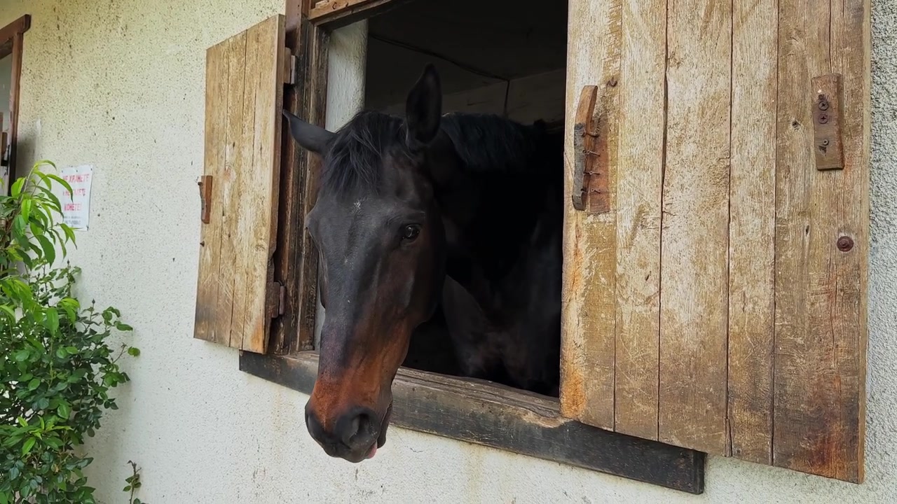 Horse looking out from wooden window in barn during daytime