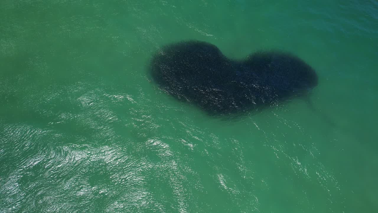 オーストラリア、ニューサウスウェールズ州、バイロンベイの海で形成されたベイトボール - 空撮