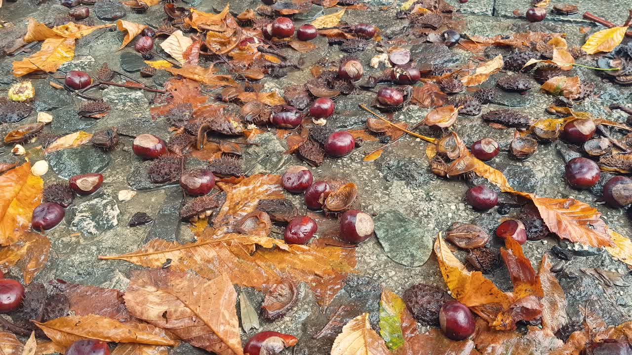 Chestnuts and leaves lie on the wet asphalt, creating a sad but colorful autumnal atmosphere