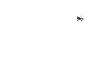 a bee moves across a white background