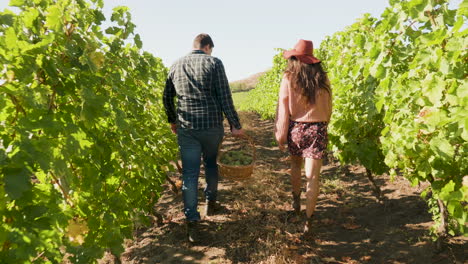 pareja caminando en un viñedo con una canasta de uvas