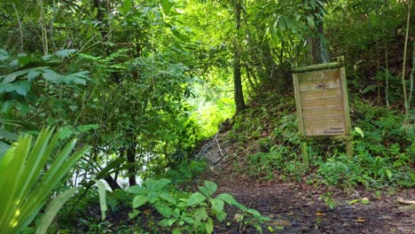 Green-trees-and-plant-in-forest-view-with-board,-Santa-Marta,-Columbia