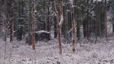 forest winter landscape with frosty trees and falling snowflakes - winter wonderland - medium shot, static