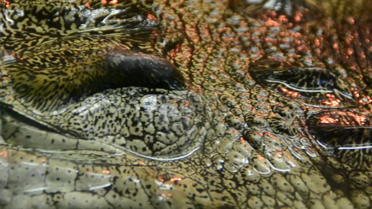 coccodrillo