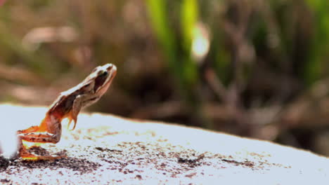 Frosch-Springt-Von-Einem-Felsen