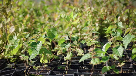 Cultivo-De-Pinos-A-Partir-De-Plántulas-Cultivadas-A-Partir-De-Semillas.-Pino-En-Crecimiento