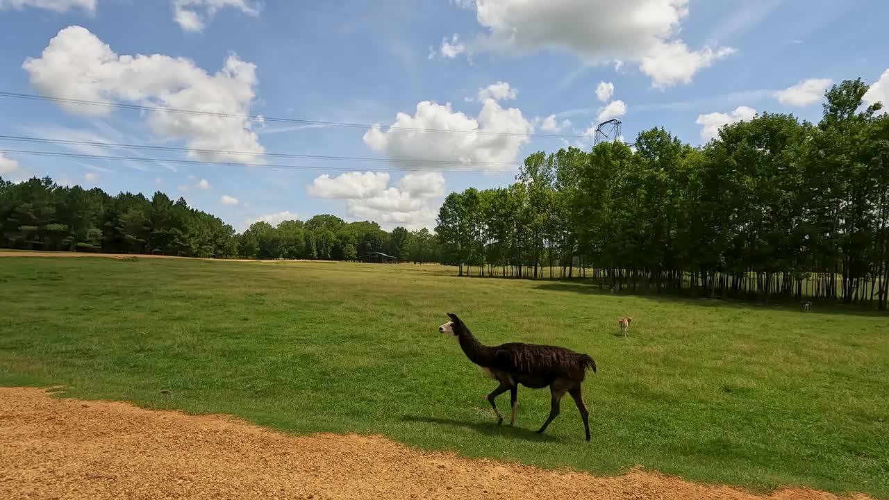 lamas en el parque safari caminando y dirigiéndose a la cámara para comer en un hermoso día soleado