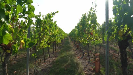 viñas sin uvas en las afueras de hunawihr en el este de francia