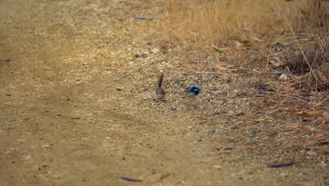 Pair-Of-Superb-Fairywren’s-Hopping-On-The-Dry-Grass-Looking-For-Food