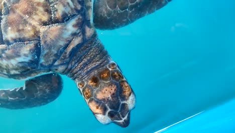 baby turtles in a breeding pond