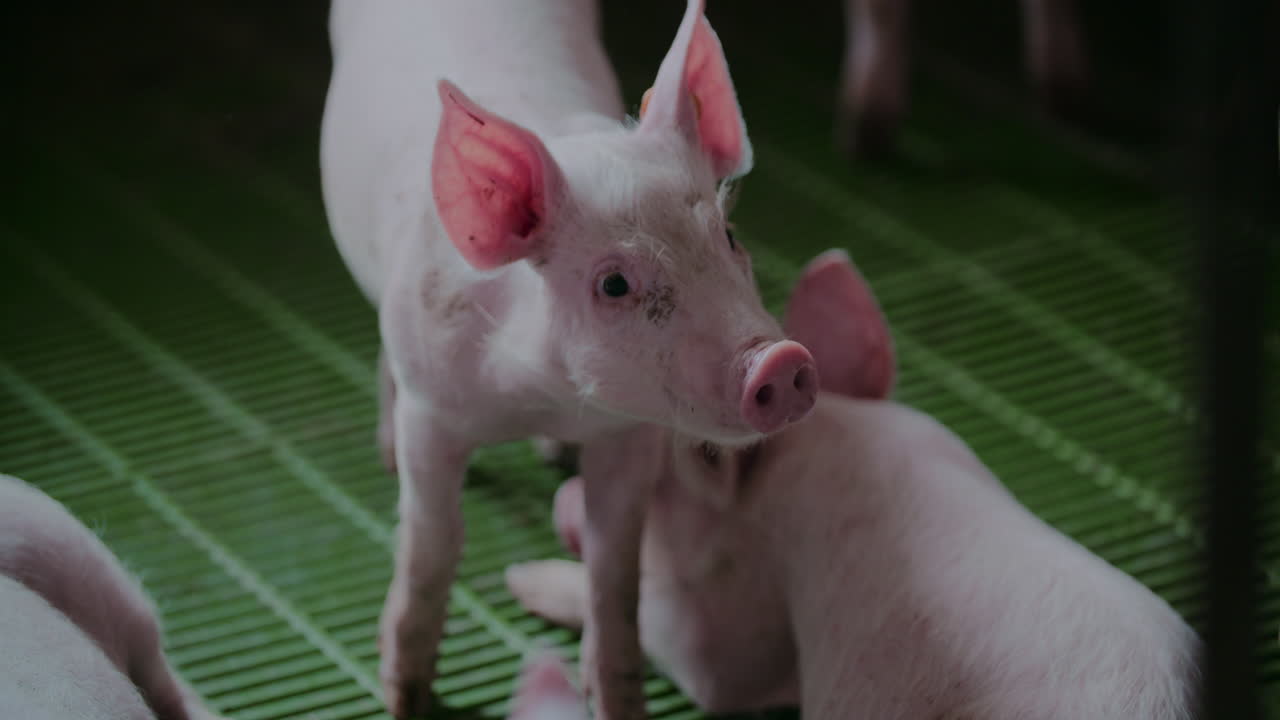 농장에서의 돼지 새끼