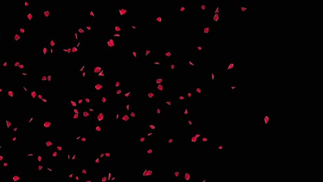 Red Petals Scattered on Black and Green Backgrounds