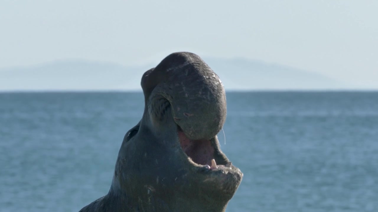 Un elefante marino settentrionale maschio ruggisce per sfidare altri maschi vicini.