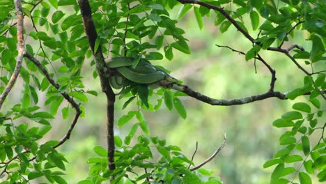 Seen-on-a-branch-resting-during-the-day,-Red-tailed-Racer-Gonyosoma-oxycephalum,-Thailand