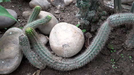 a panning view of a long prickly cactus