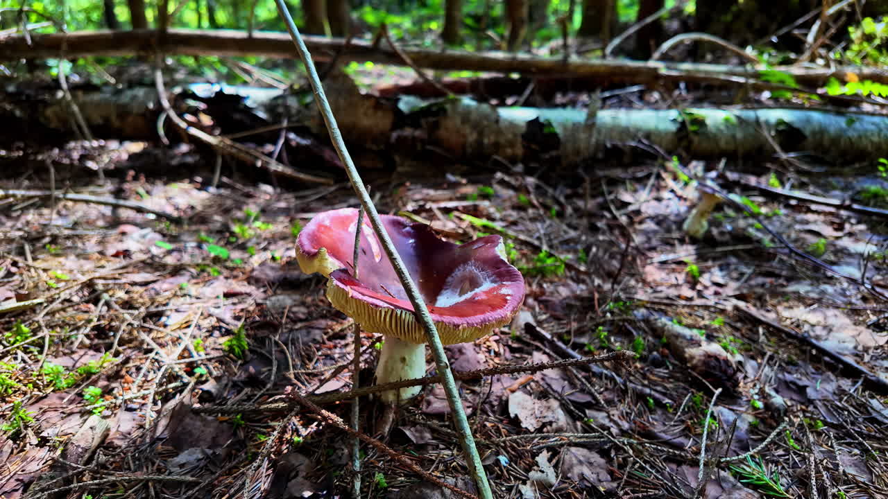 Pine woodland filled with abundant large Russula xerampelina mushrooms