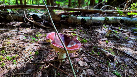 pine woodland filled with abundant large russula xerampelina mushrooms