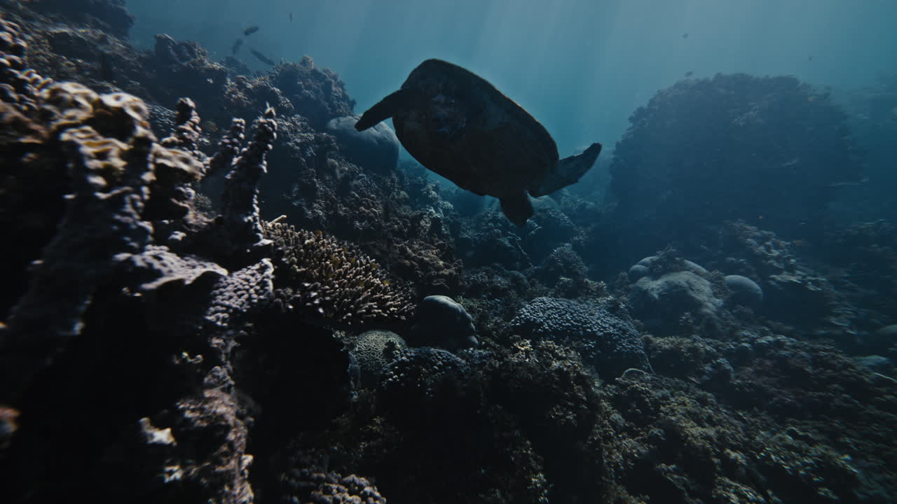 морская черепаха на коралловом рифе