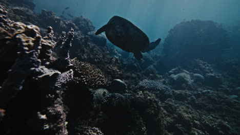 sea turtle in a coral reef