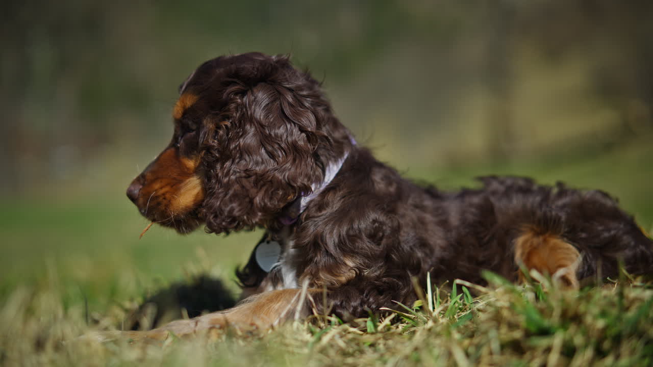 Meraklı yavru köpek gözleriyle dünyayı keşfederken dışarıda yürüyen ve oynayan sevimli bir Field Spaniel yavrusu. Neşeli bir dış mekan anı, oyuncu enerji ve büyüleyici bir evcil hayvan yaşam tarzı sahnesi.