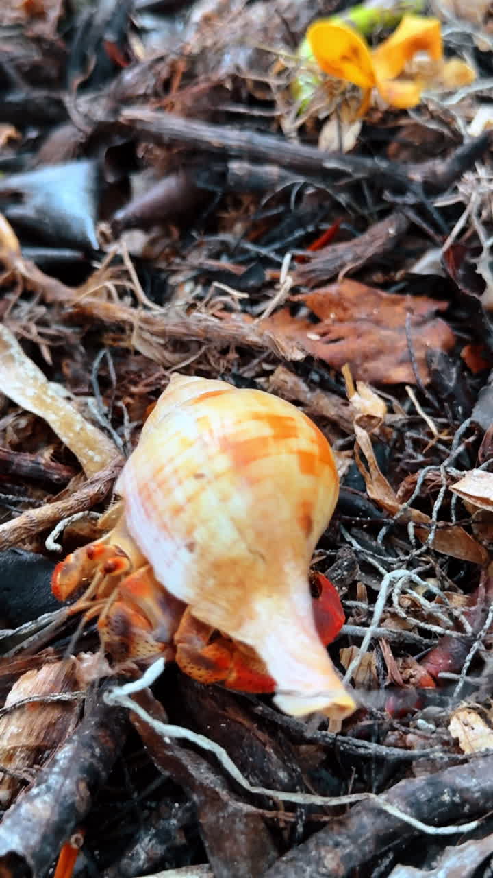 Crab tries to climb out of the shell. Old branches and leaves at backdrop. Vertical video