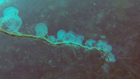 baile de medusas en coral látigo saliendo del arrecife