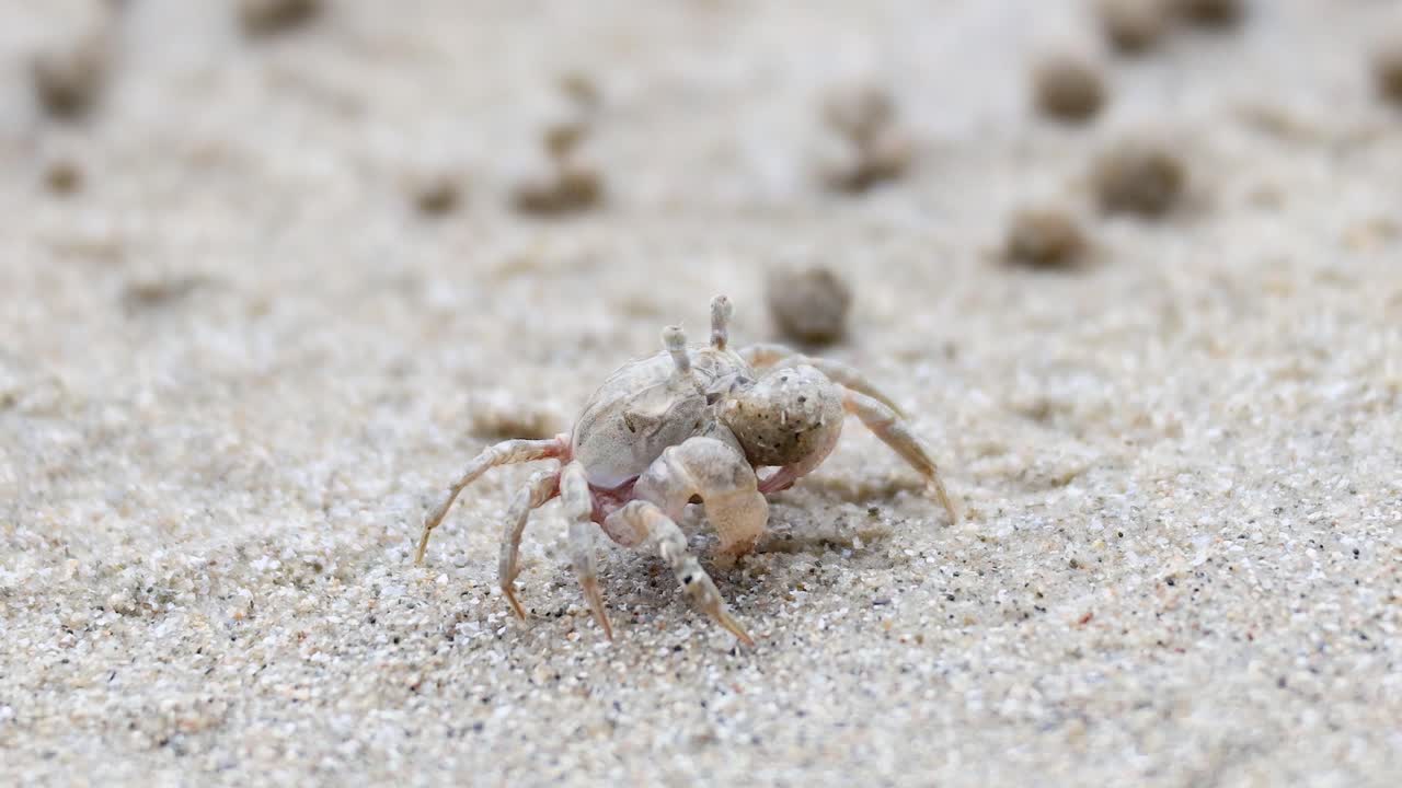 모래 해변을 가로질러 움직이는 유령 크래브
