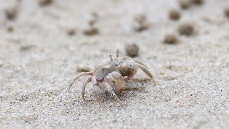 cangrejo fantasma moviéndose a través de la playa de arena