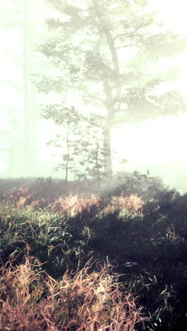 misty forest path