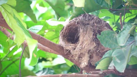 a bird's nest made of dry grass on the branches and covered with the green leave.