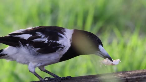 bird pecks and eats bread in natural setting