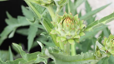 time-lapse of artichoke plant growth