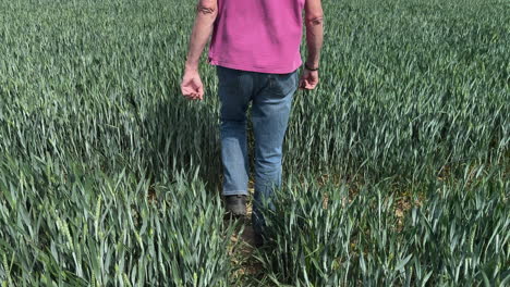 man walking through wheat field in the uk
