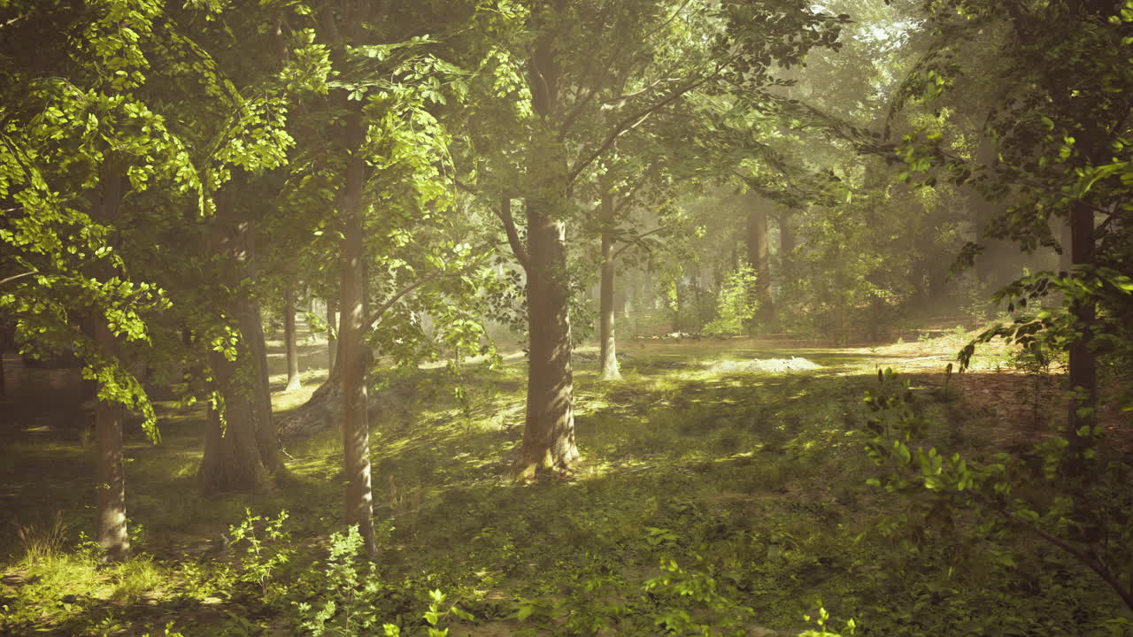 안개 가 가득 한 숲 을 가로지르는 빛