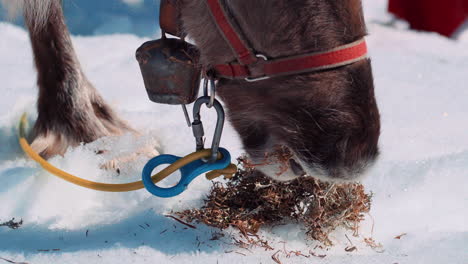 reindeer that eat moss from the snowy ground