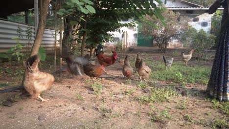 woman feeding hens from hand in the farm