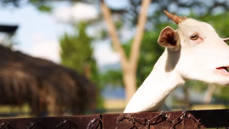 curious goat interacting with the camera.