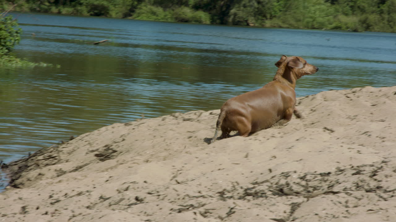 perro salchicha con sobrepeso saliendo del río y colina de arena ascendente en cámara lenta