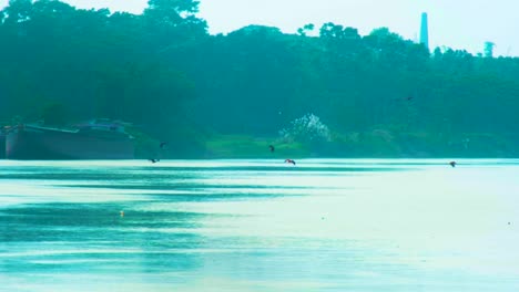 adlervögel fliegen über dem murma-fluss in bangladesch - weitbild