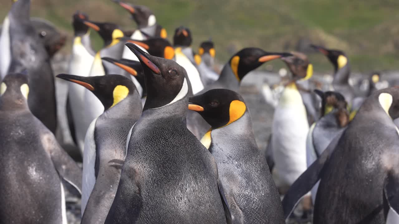 남 조지아 섬의 풍경에서 이 큰 식민지에서 빛 날을 즐기고 있습니다.