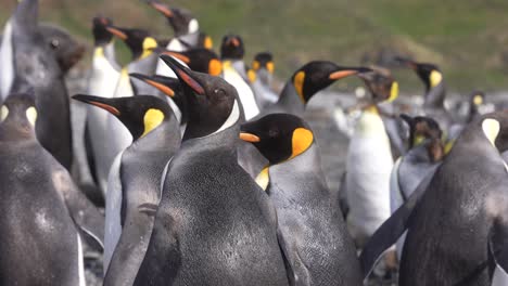 penguins in big colony enjoying on sunny day in landscape of south georgia island