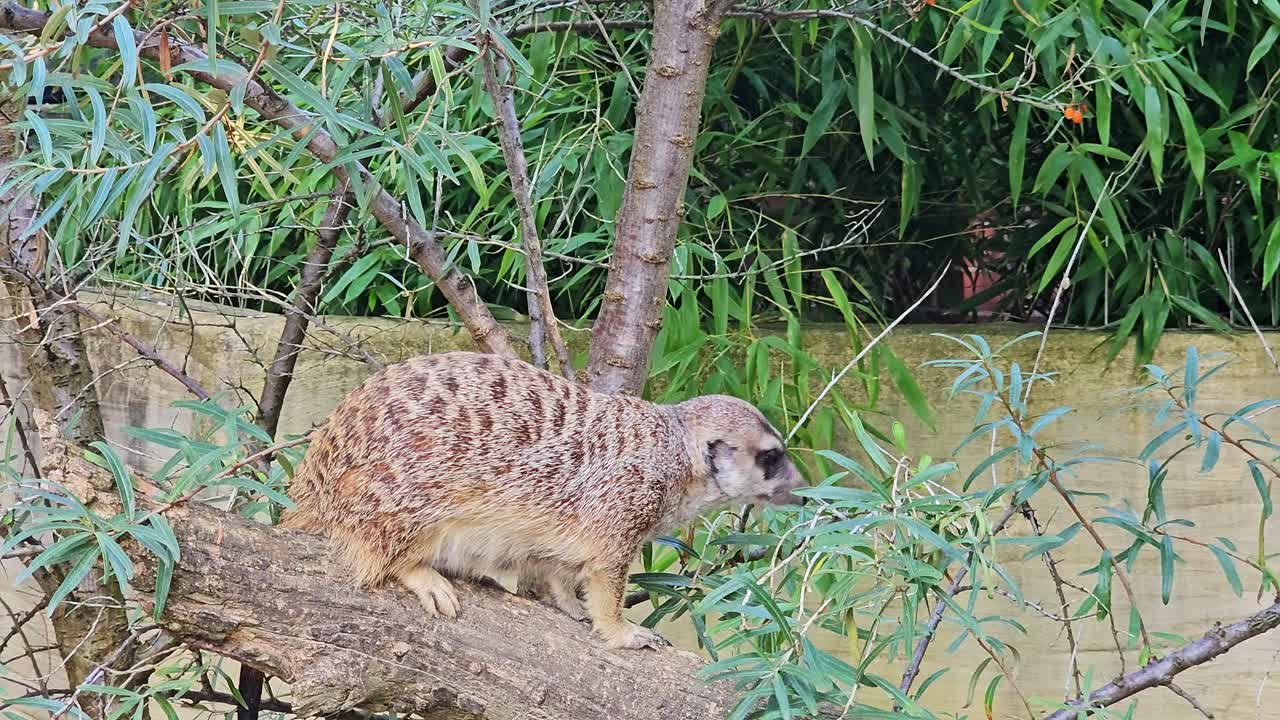 모든 방향 으로 보이고 사라지는 경고 된 수리카트 의 초상화
