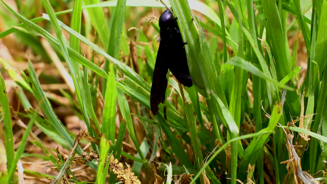 Macro video of Black Horse Fly (Tabanus atratus). Video is static. The Black Horsefly climbs up a blade of grass.