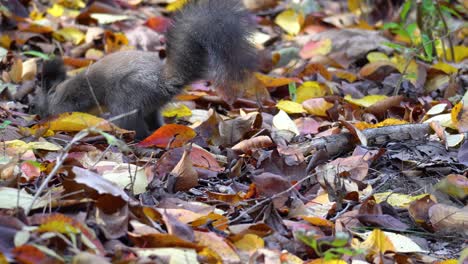 adorable squirrel hide nut in fallen leaves on the ground of autumn forest, animal behavior