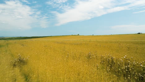 campos de cultivo de trigo amarillo brillante bajo un cielo azul en vashlovani, georgia