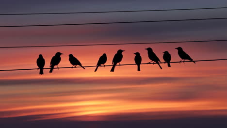 silhouettes of birds against a vibrant sunset