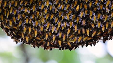 se sabe que las abejas melíferas gigantes construyen grandes colonias de nidos con bolsillos simétricos hechos de cera para almacenar miel como fuente de alimento.