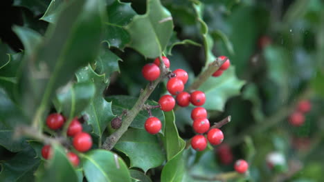 4k - red berries on branche