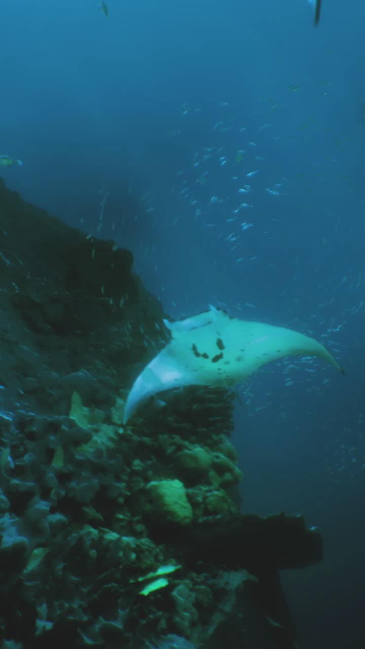 Manta ray gliding gracefully through underwater rock formations at dusk